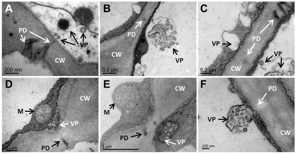 Viruses 06 02602 g006 1024