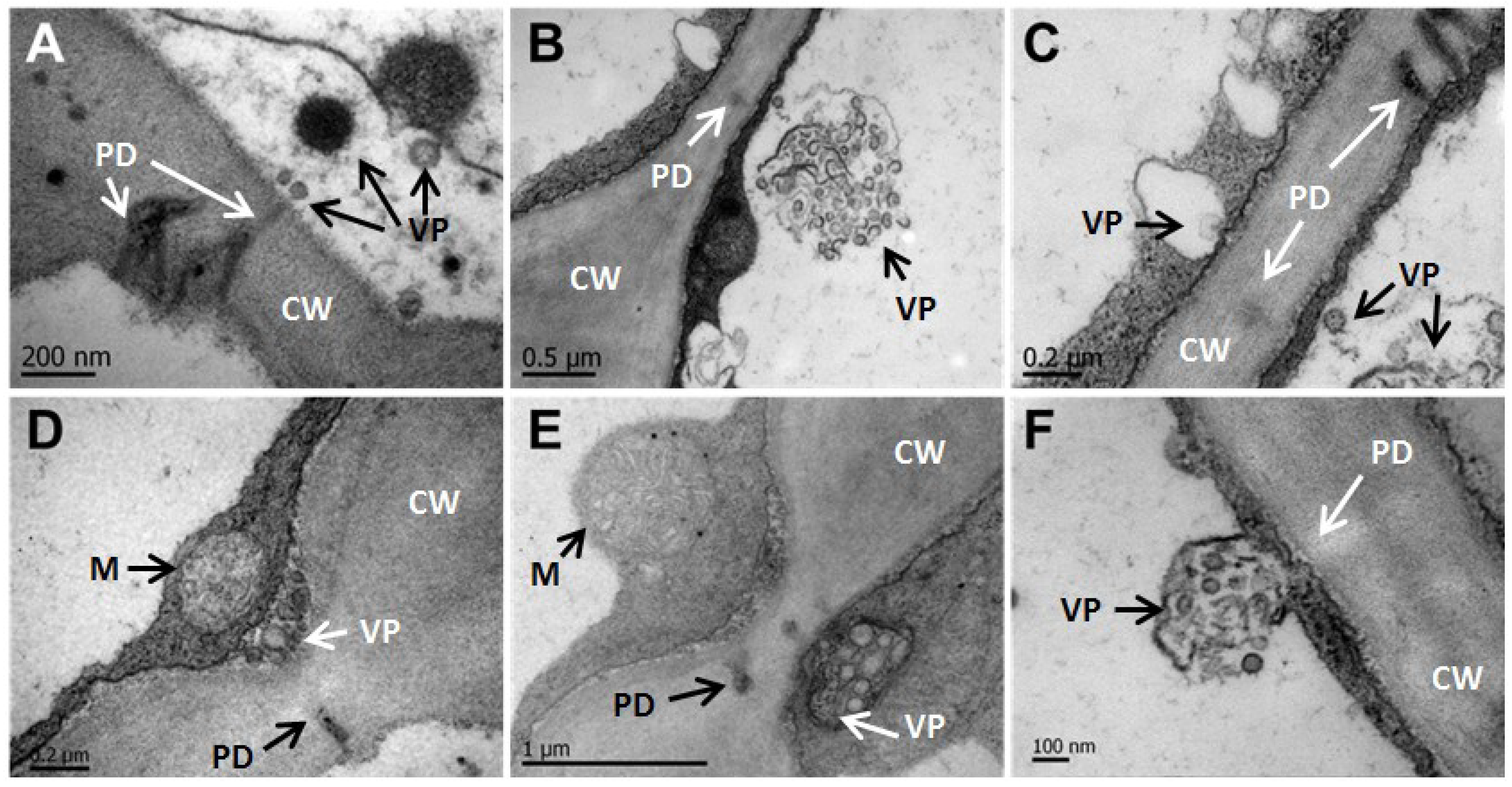 Viruses 06 02602 g006