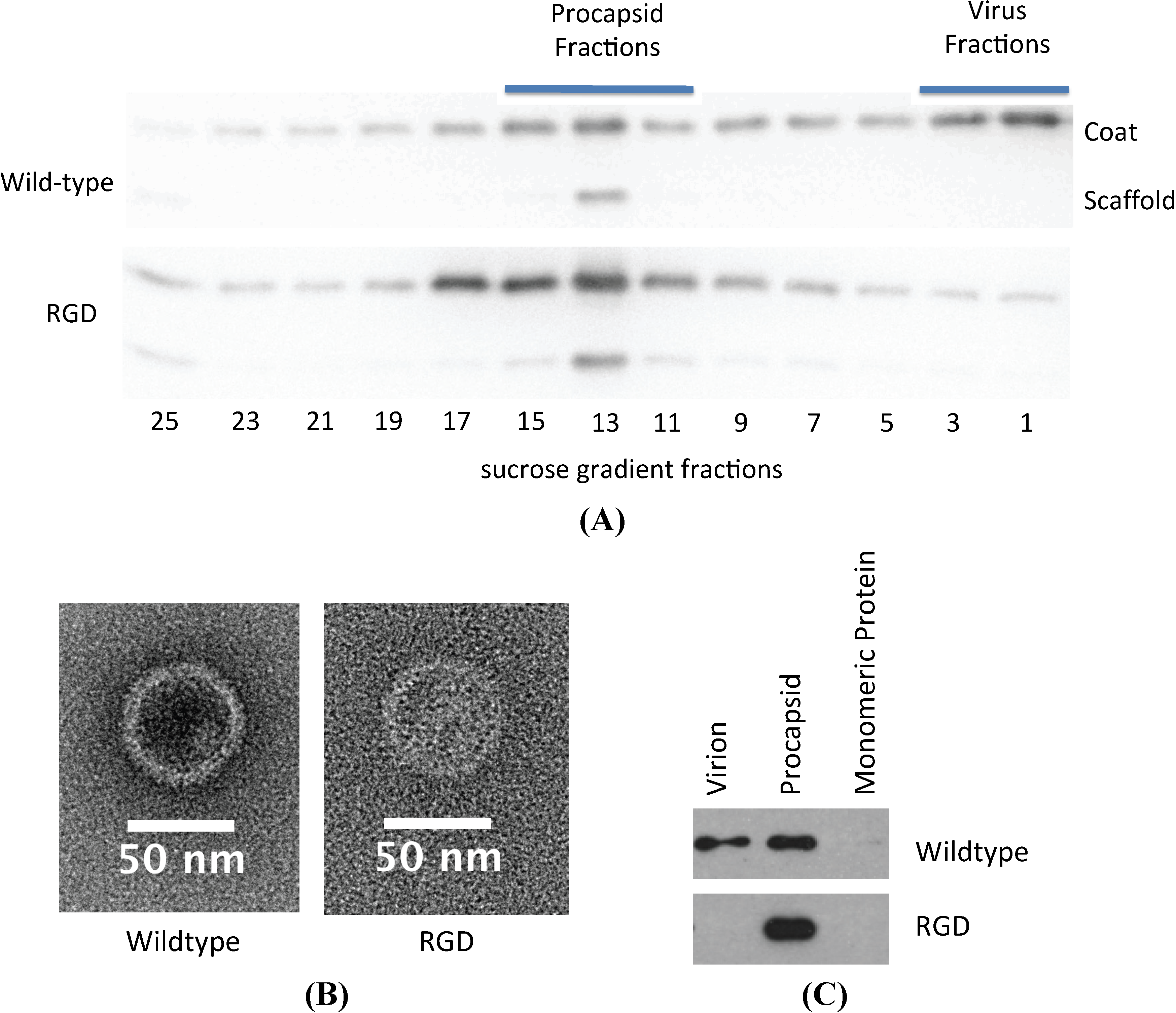 Viruses 06 02708 g004