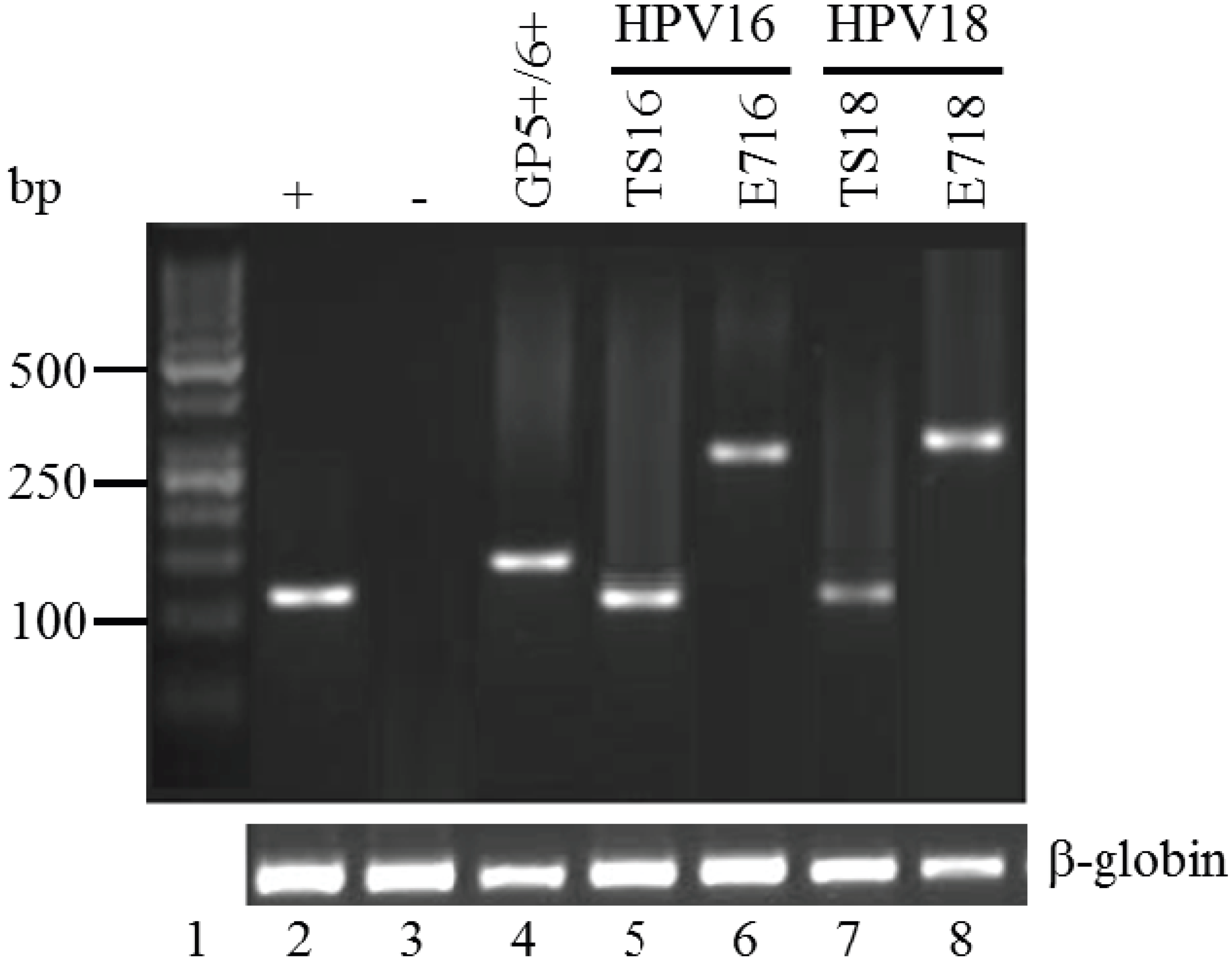Viruses 06 02762 g001