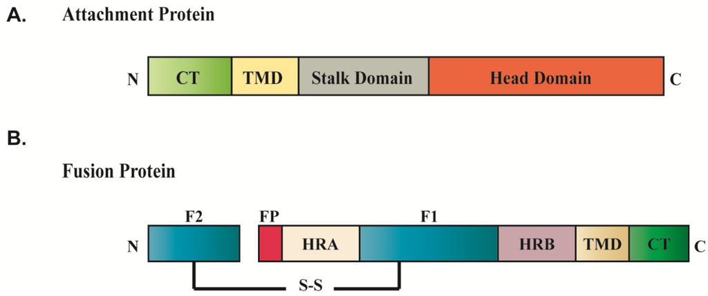 Viruses 06 03019 g002 1024
