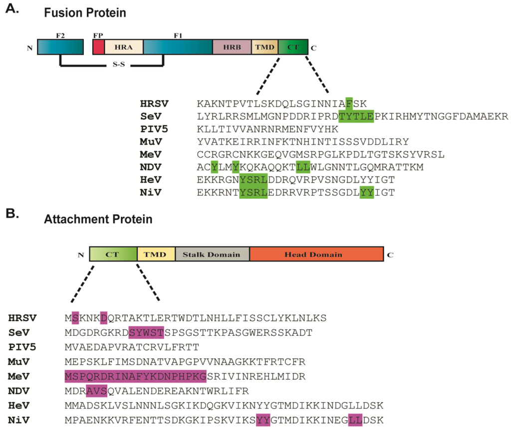 Viruses 06 03019 g003 1024