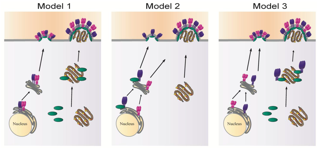 Viruses 06 03019 g004 1024
