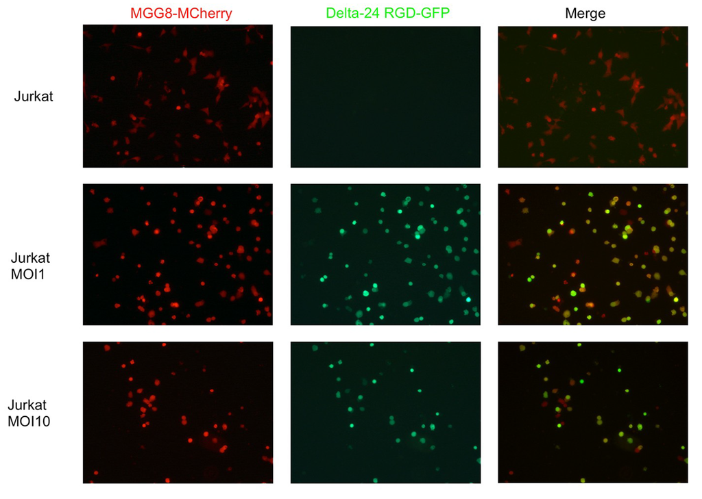 Viruses 06 03080 g002 1024