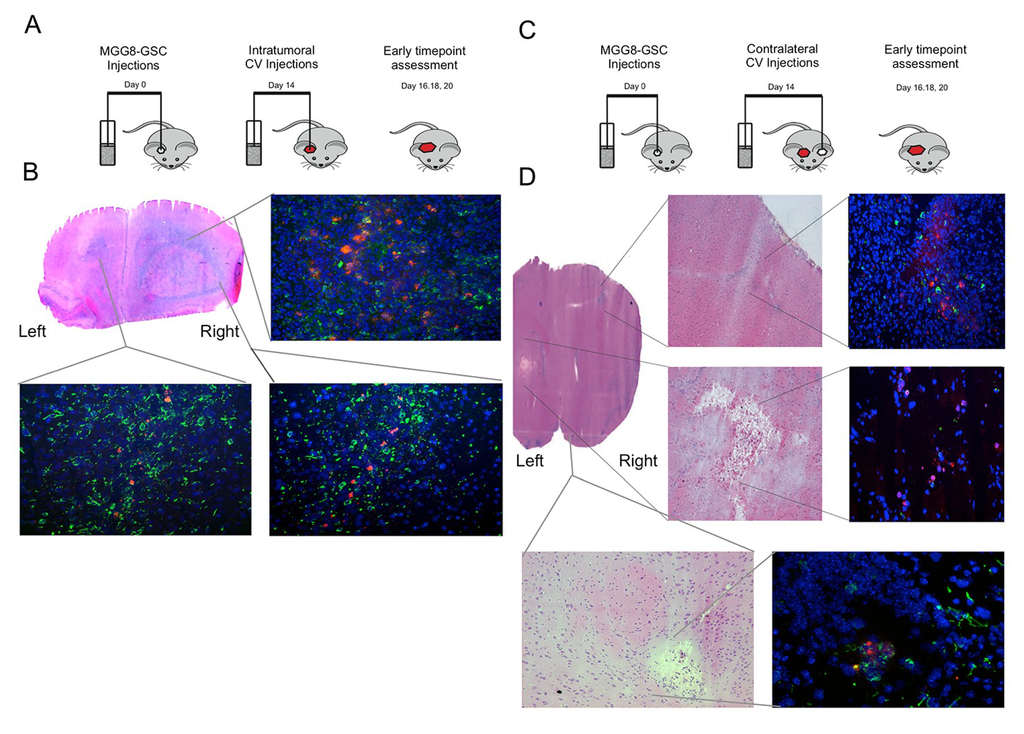 Viruses 06 03080 g004 1024