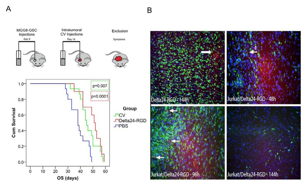Viruses 06 03080 g005 1024