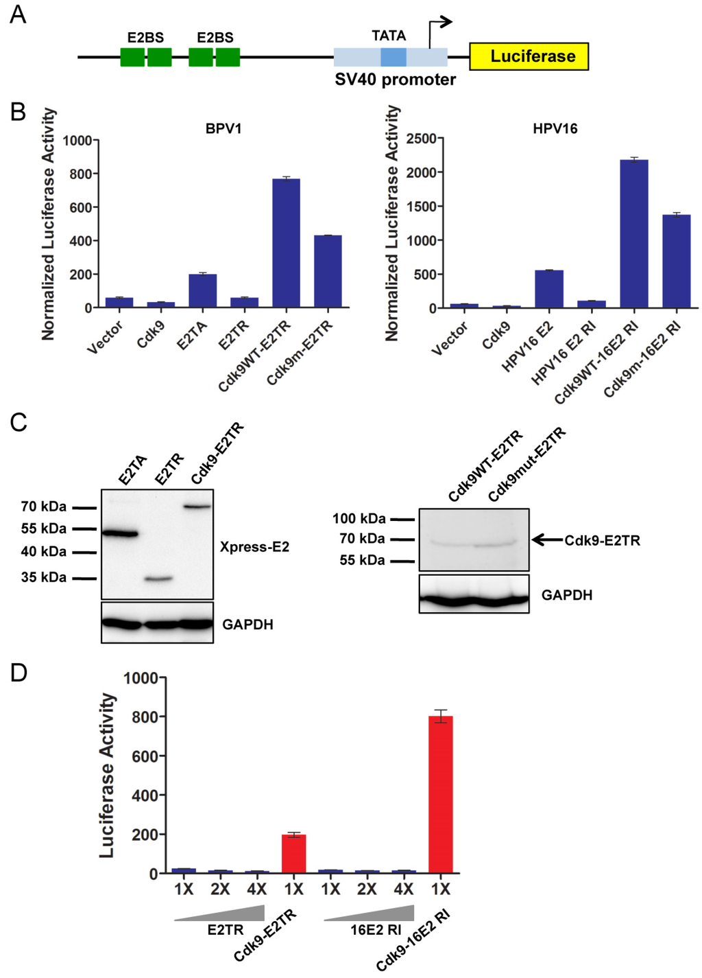 Viruses 06 03228 g001 1024