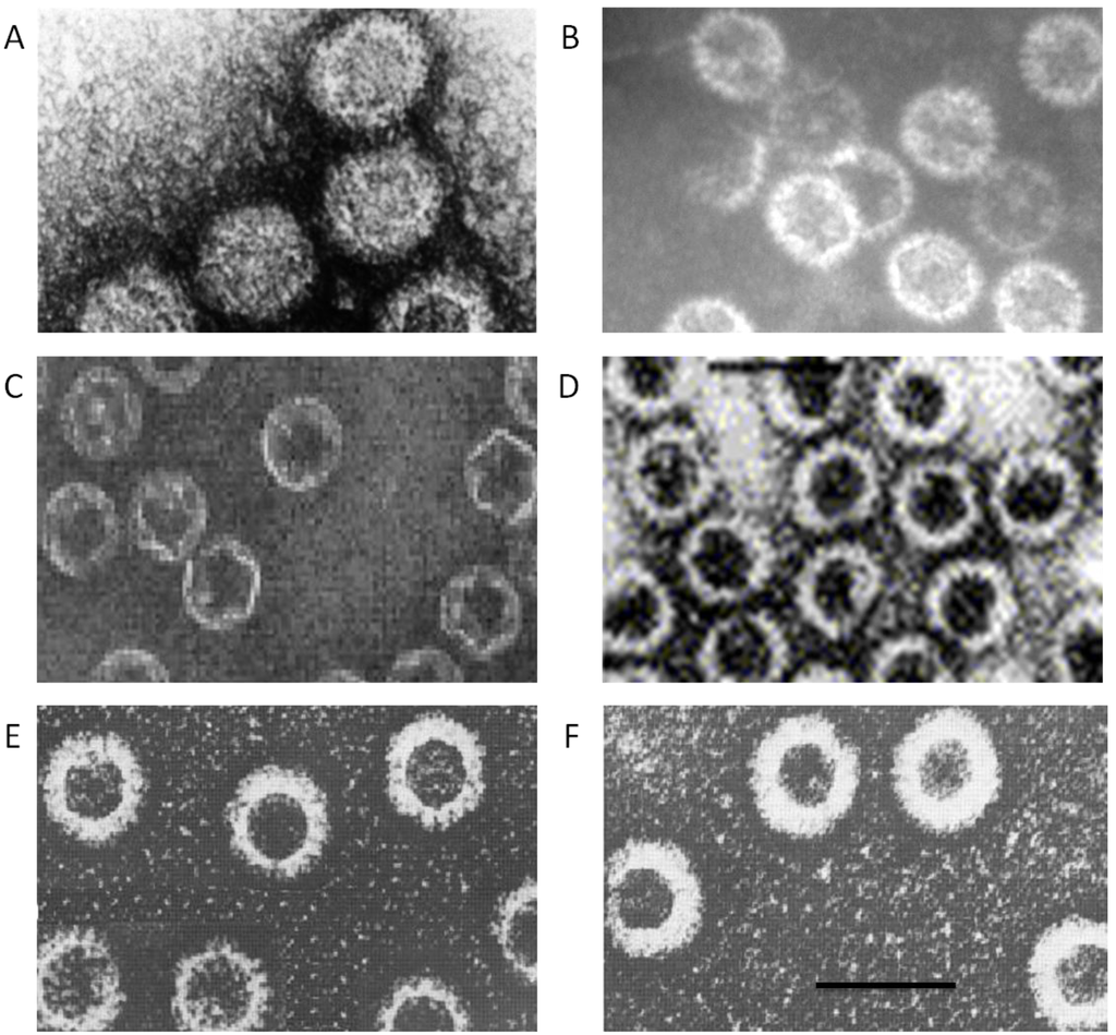 Viruses 06 03250 g003 1024