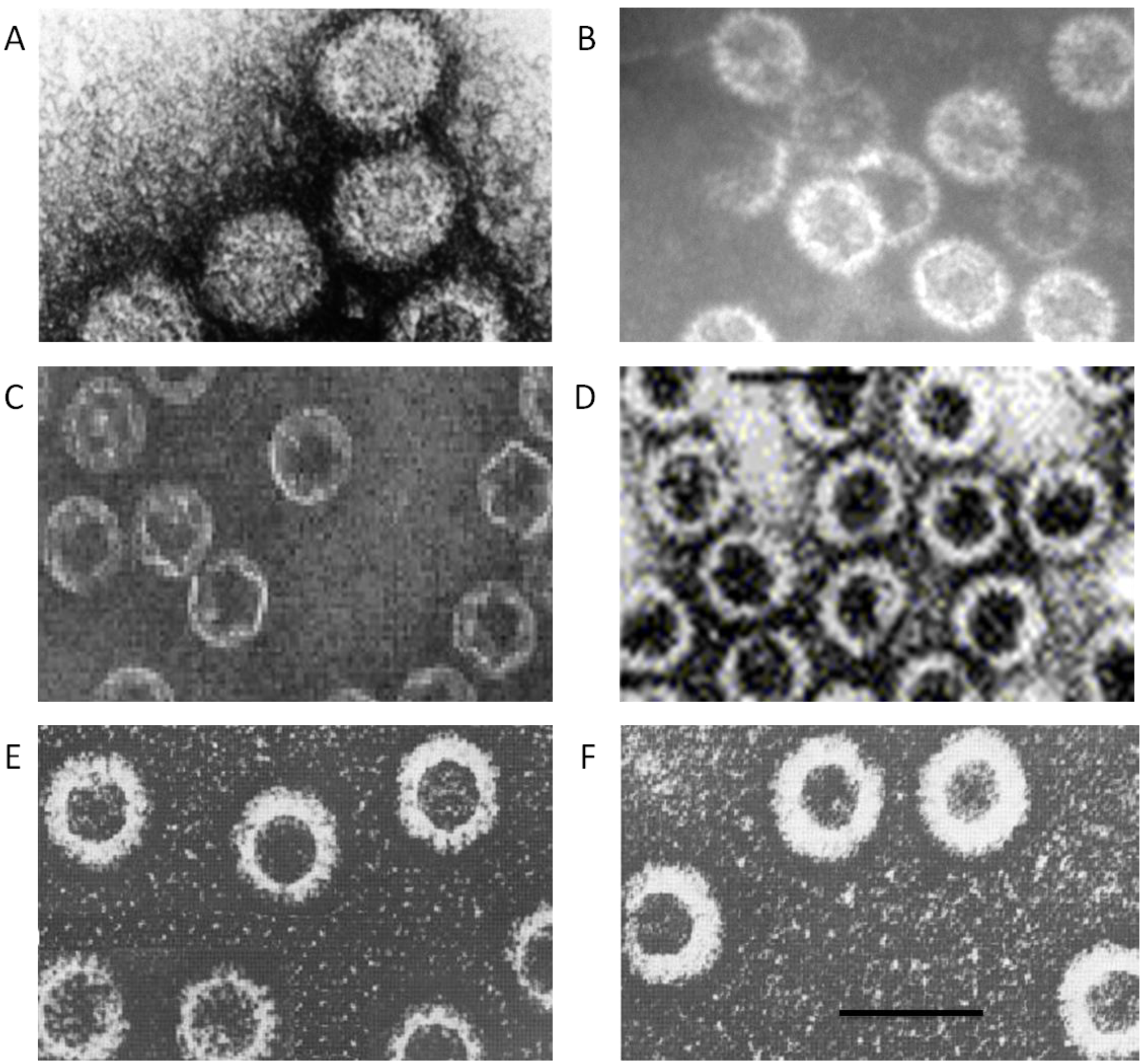 Viruses 06 03250 g003