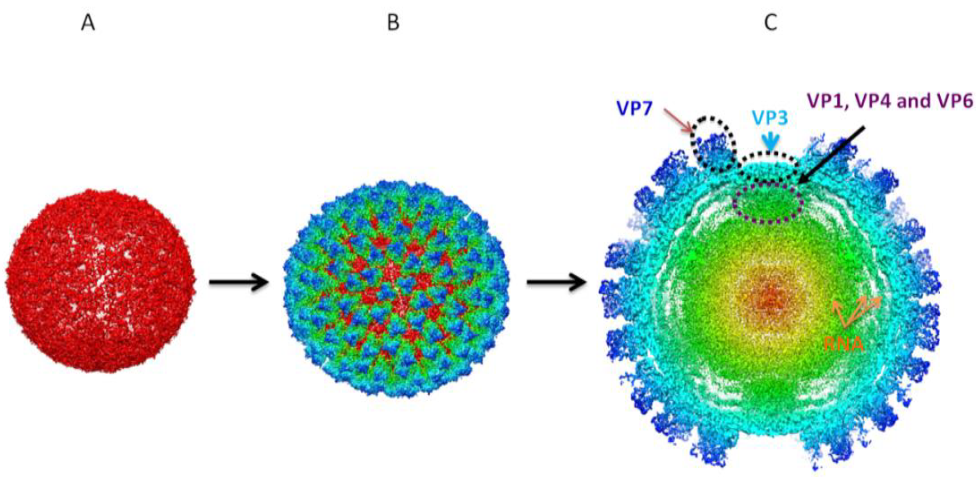 Viruses 06 03250 g004