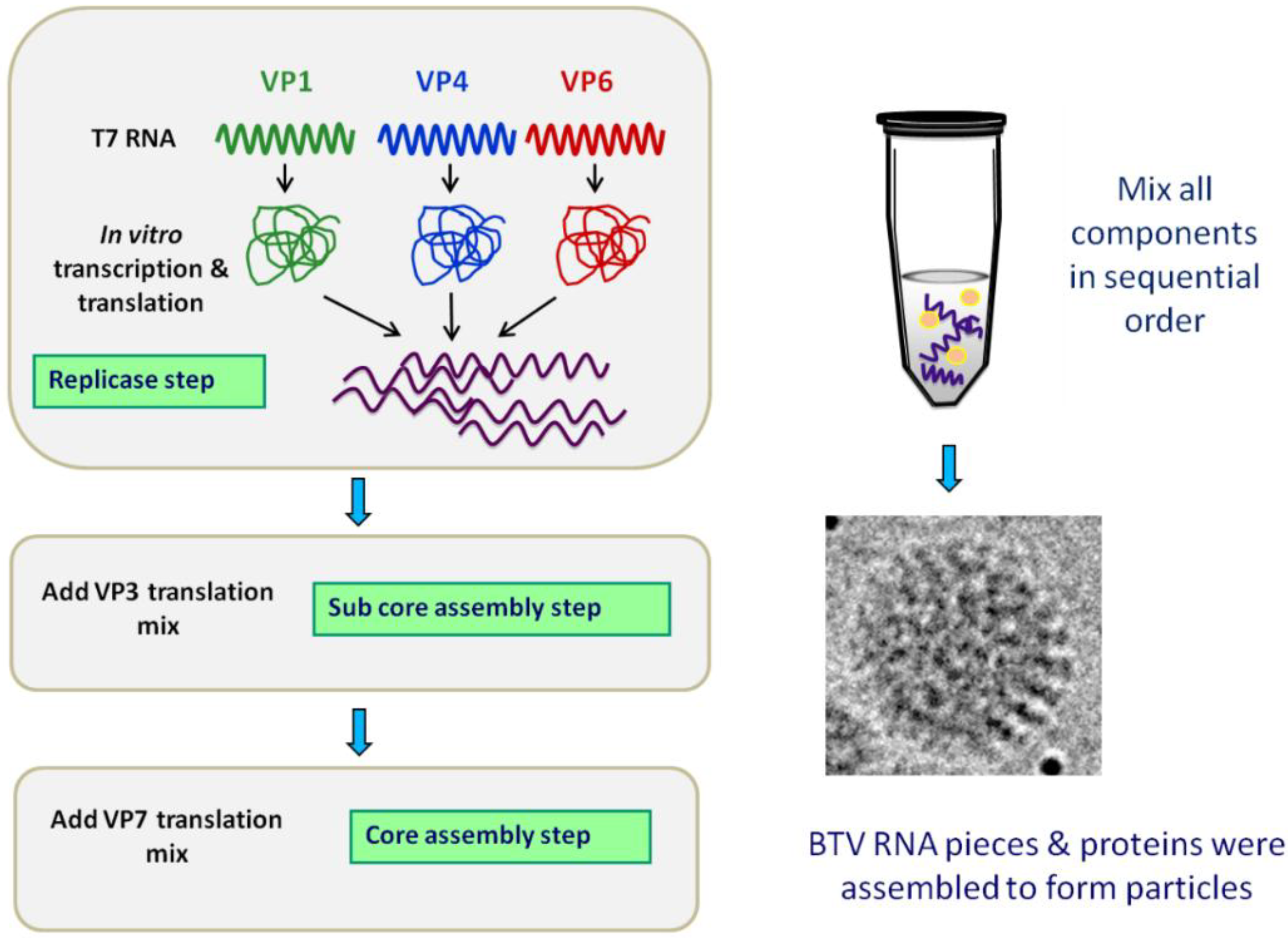 Viruses 06 03250 g005