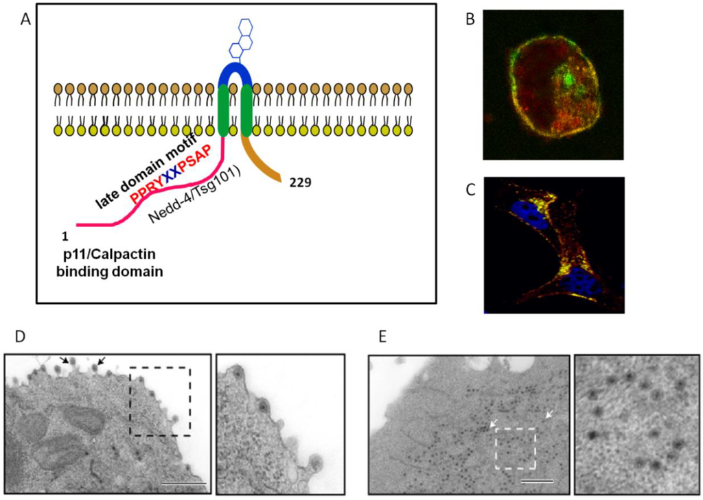Viruses 06 03250 g007 1024