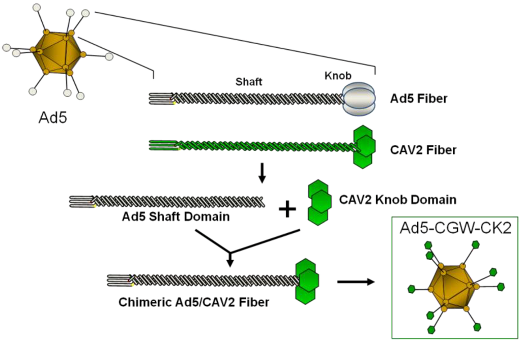 Viruses 06 03293 g001 1024