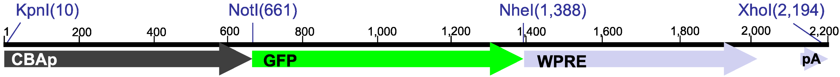 Viruses 06 03293 g003