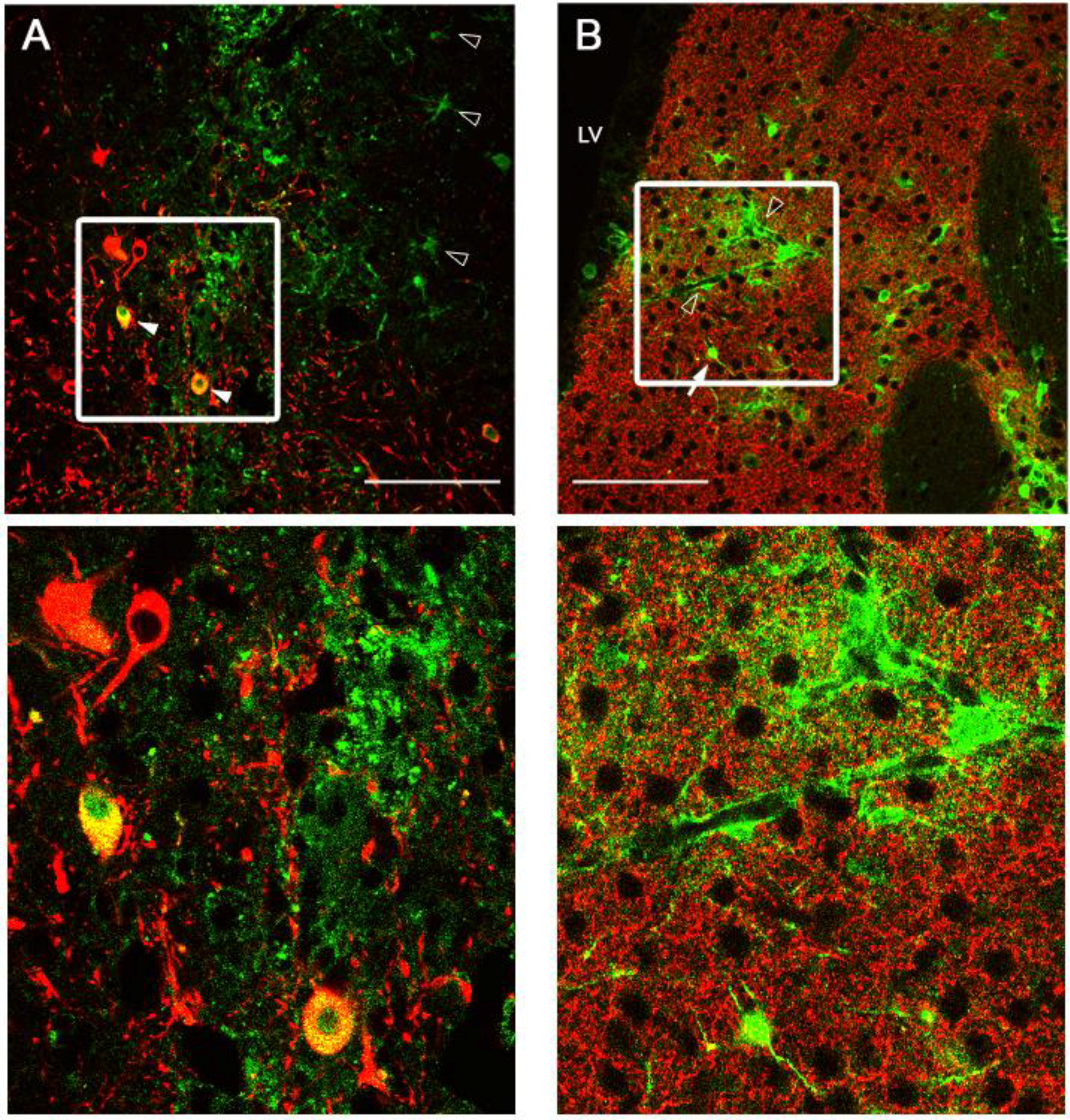 Viruses 06 03293 g004