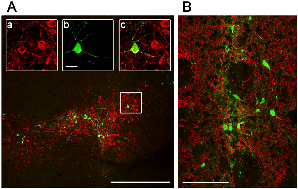 Viruses 06 03293 g005 1024