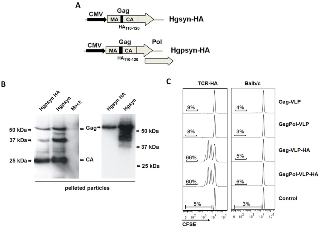 Viruses 06 03334 g001 1024