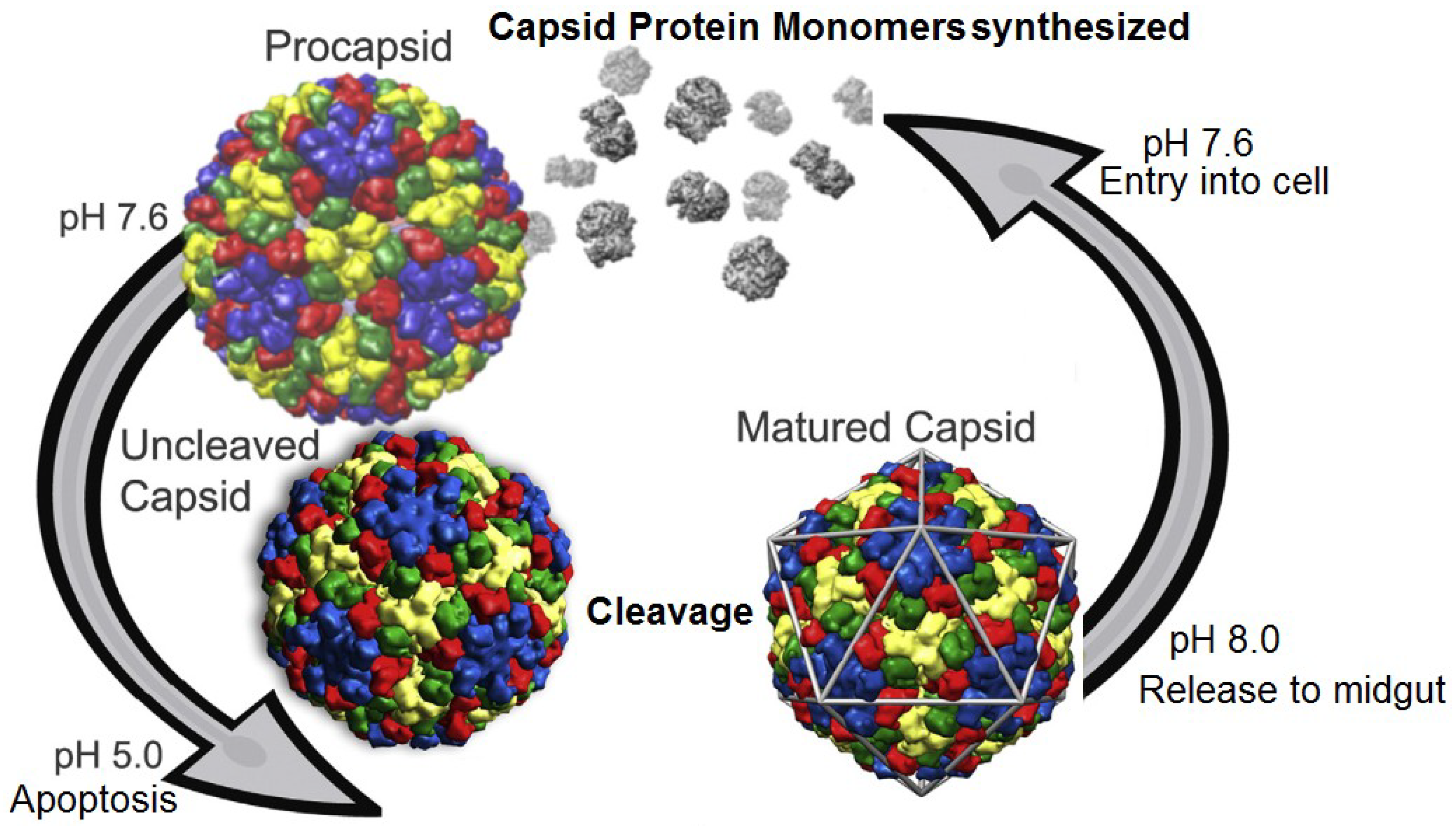 Viruses 06 03348 g003
