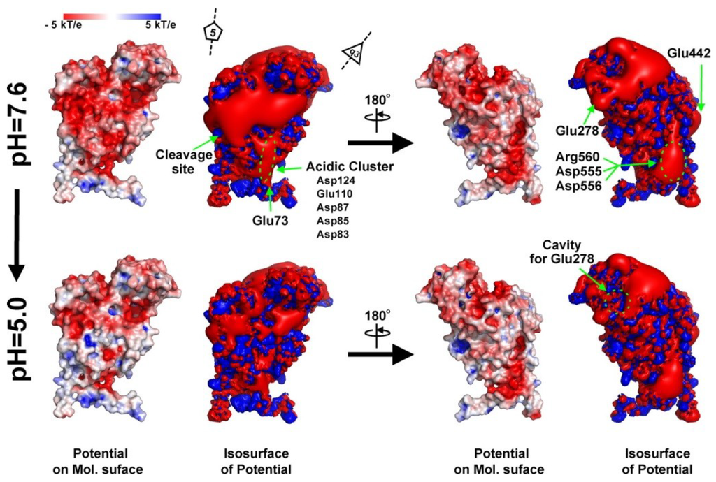 Viruses 06 03348 g005 1024