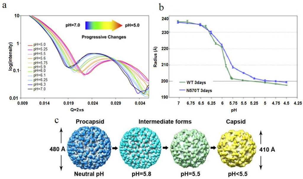 Viruses 06 03348 g006 1024