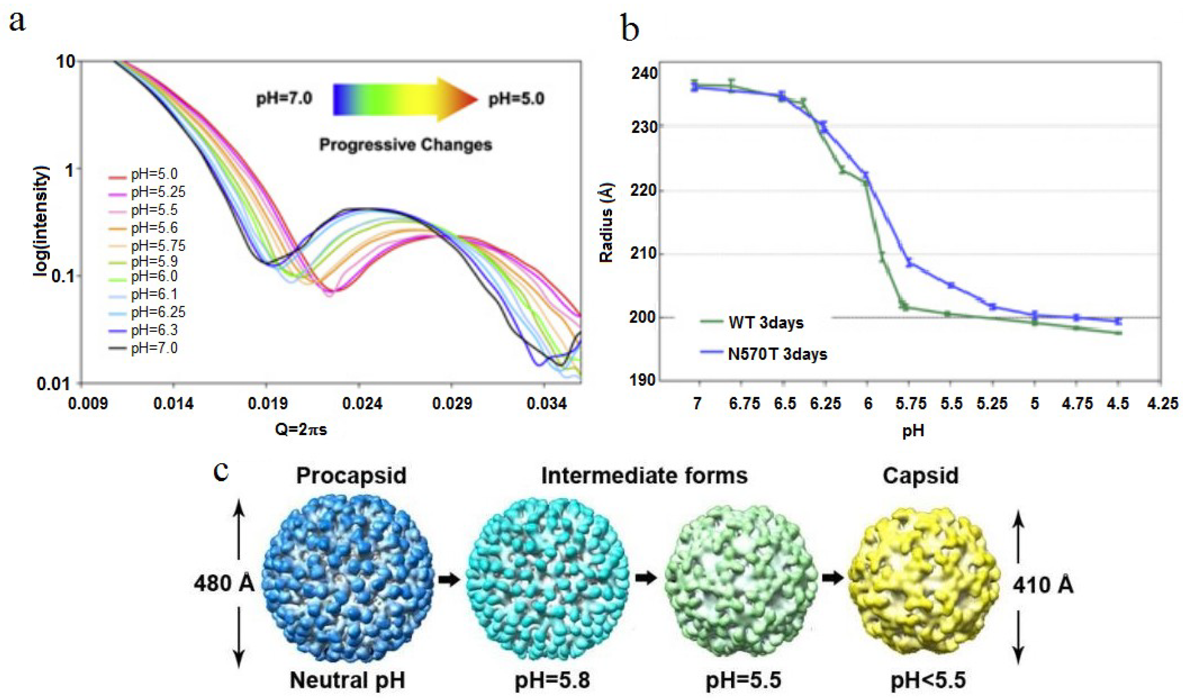 Viruses 06 03348 g006