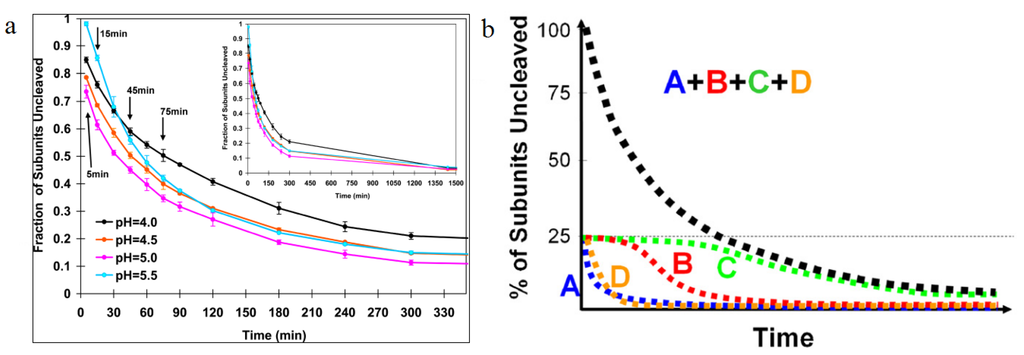 Viruses 06 03348 g007 1024