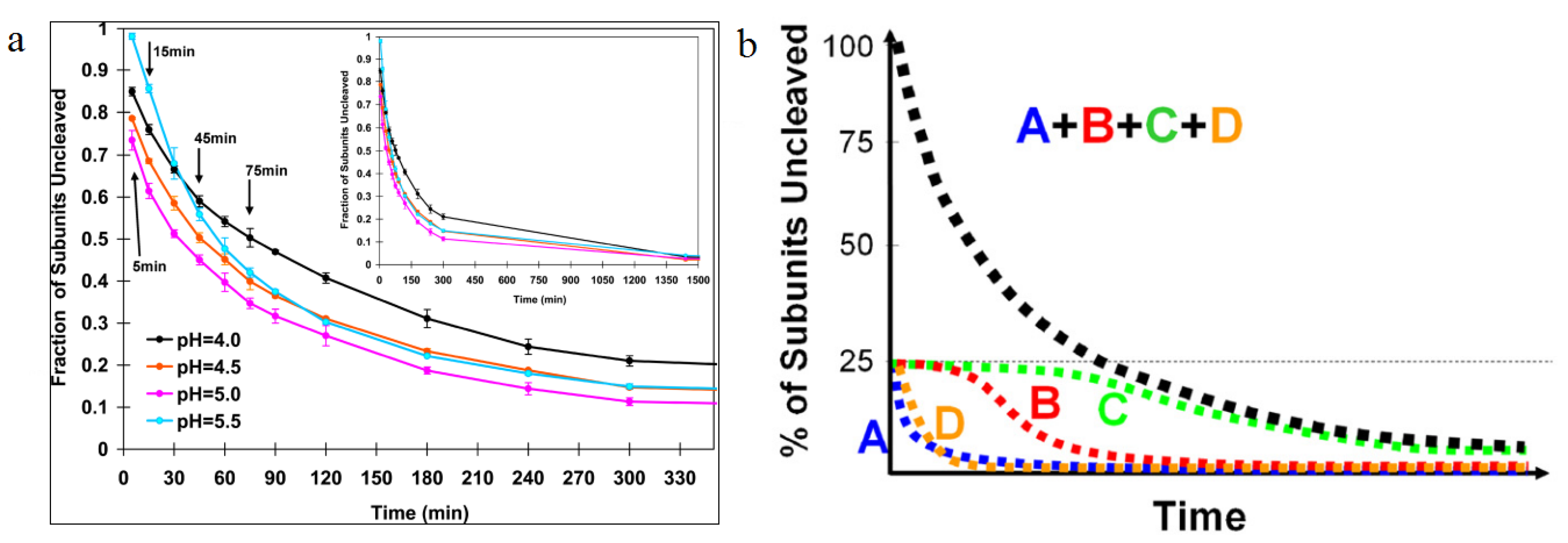 Viruses 06 03348 g007