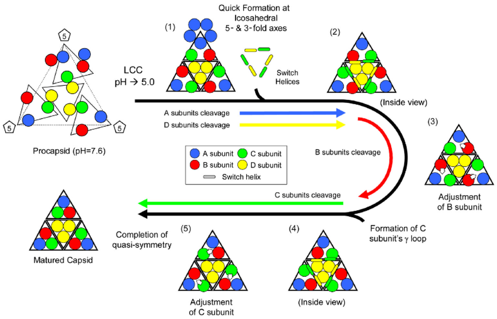 Viruses 06 03348 g008 1024