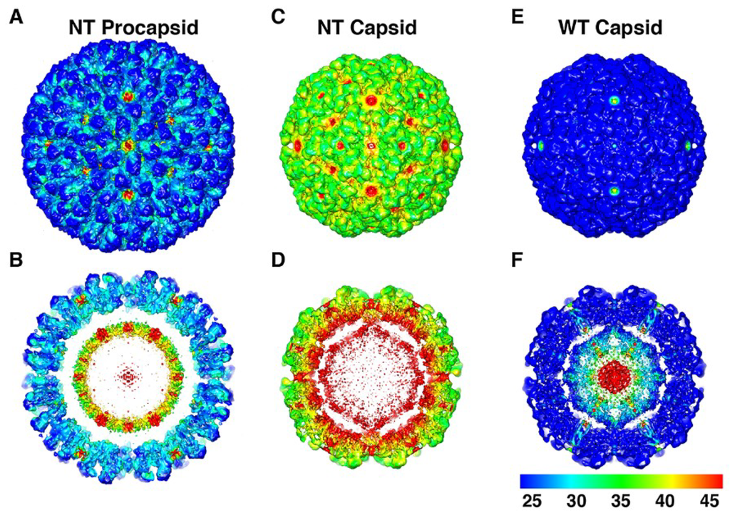 Viruses 06 03348 g009 1024
