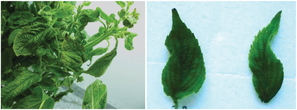 Viruses 06 03450 g001 1024