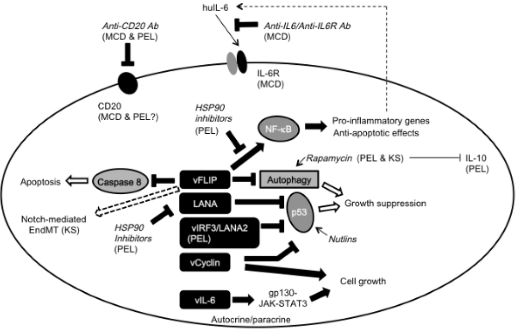 Viruses 06 03472 g001 1024