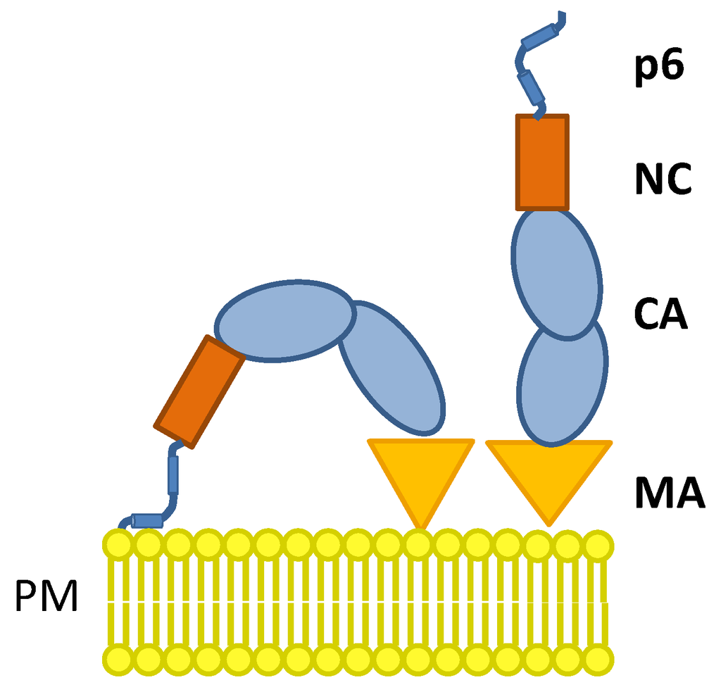 Viruses 06 03738 g010 1024