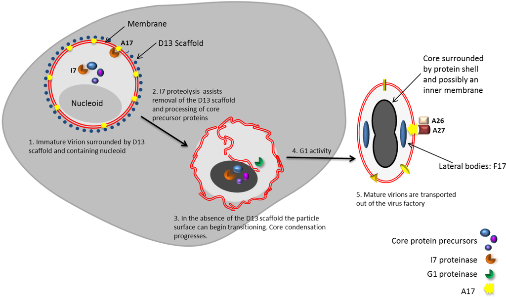 Viruses 06 03787 g002 1024