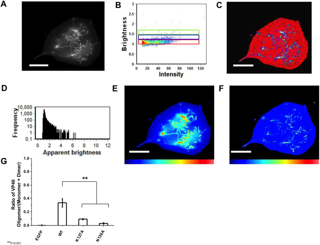 Viruses 06 03837 g005 1024