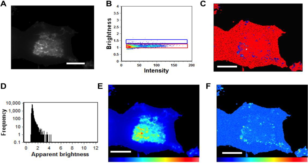 Viruses 06 03837 g007 1024