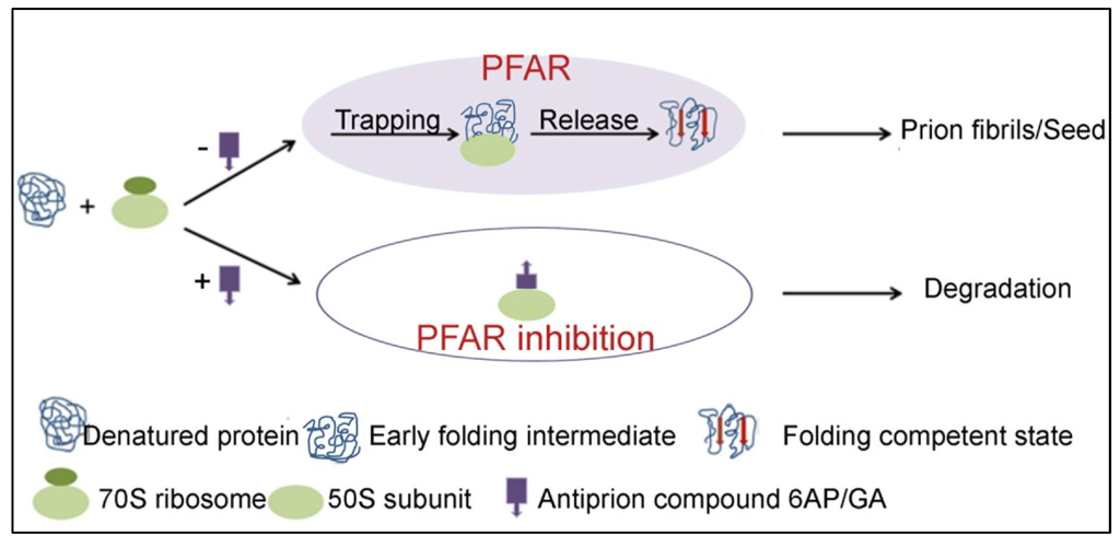 Viruses 06 03907 g006 1024