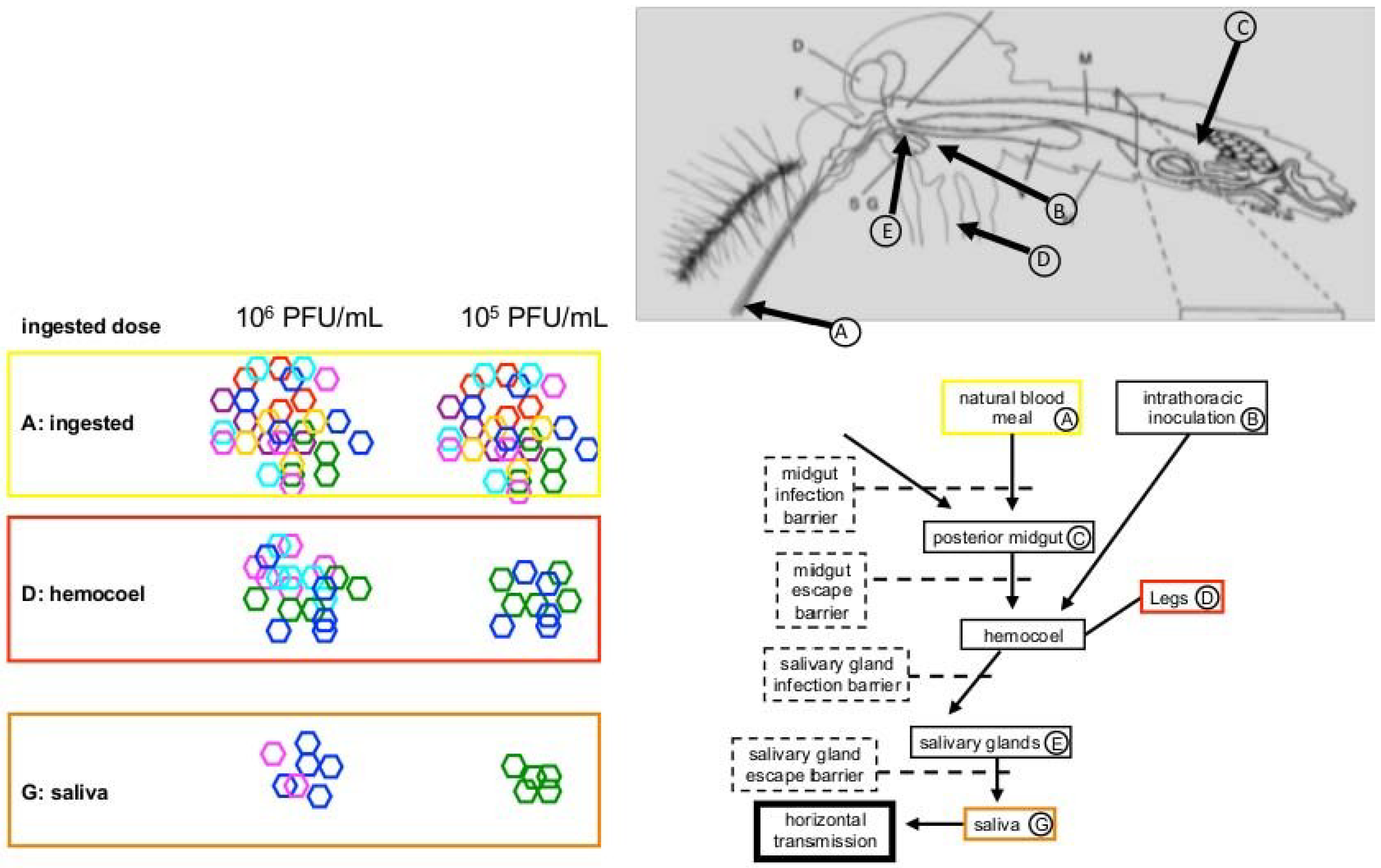 Viruses 06 03991 g002