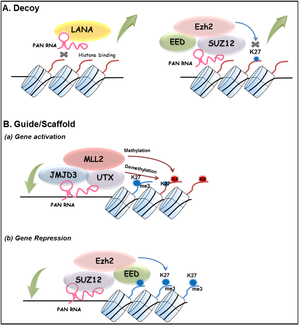 Viruses 06 04165 g001 1024