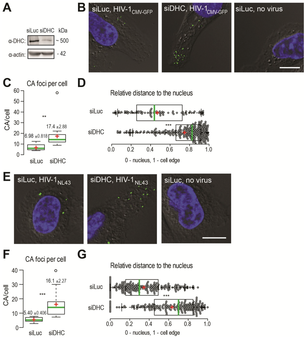 Viruses 06 04195 g001 1024