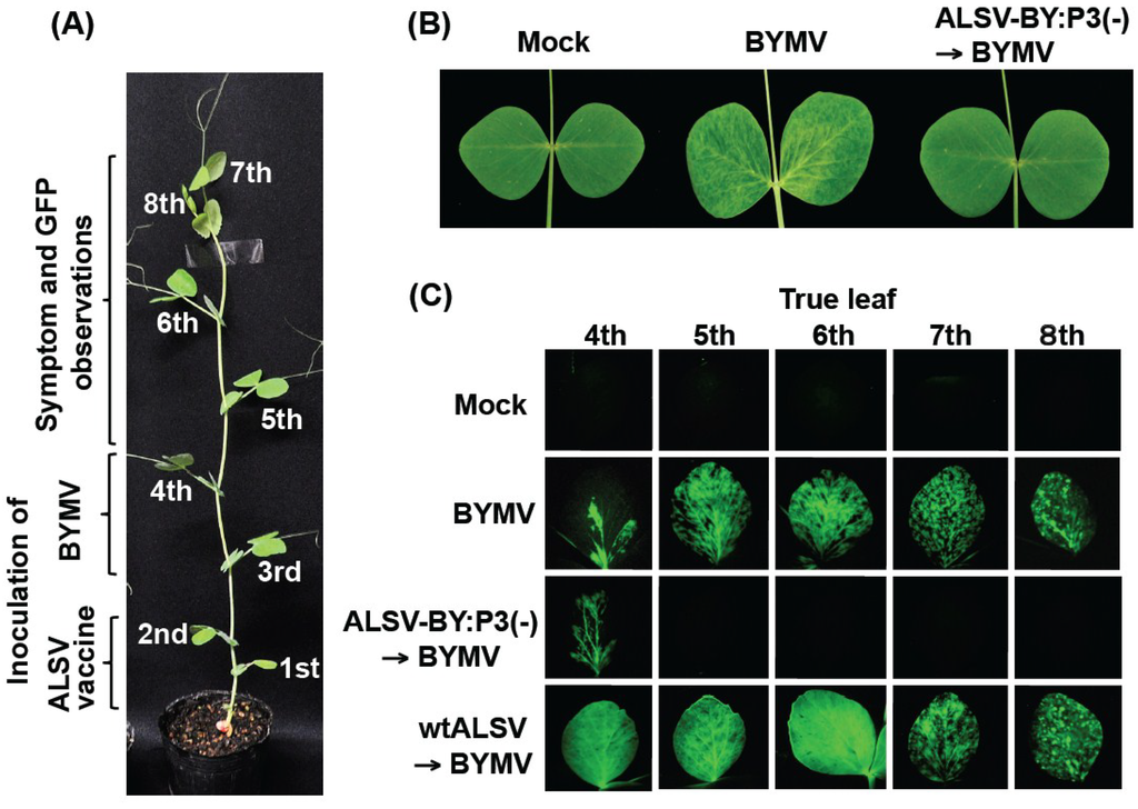 Viruses 06 04242 g001 1024