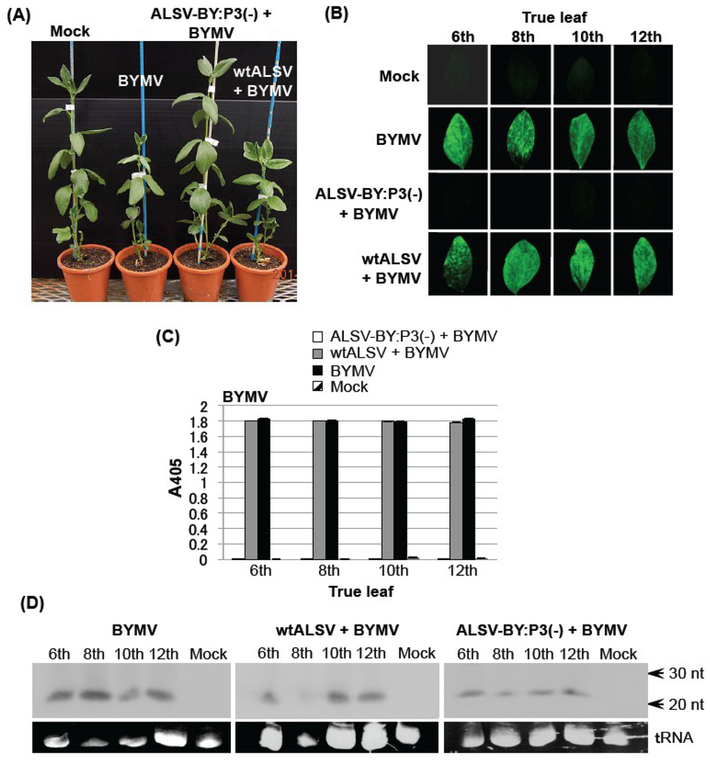 Viruses 06 04242 g003 1024