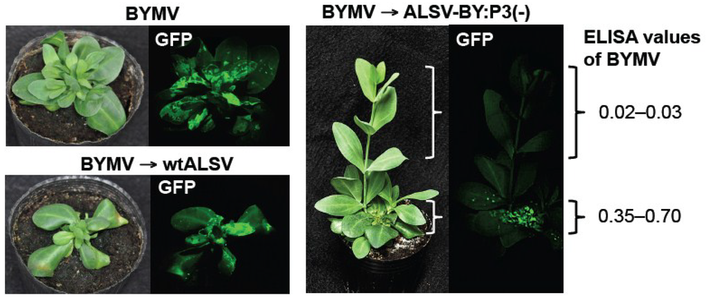 Viruses 06 04242 g006 1024