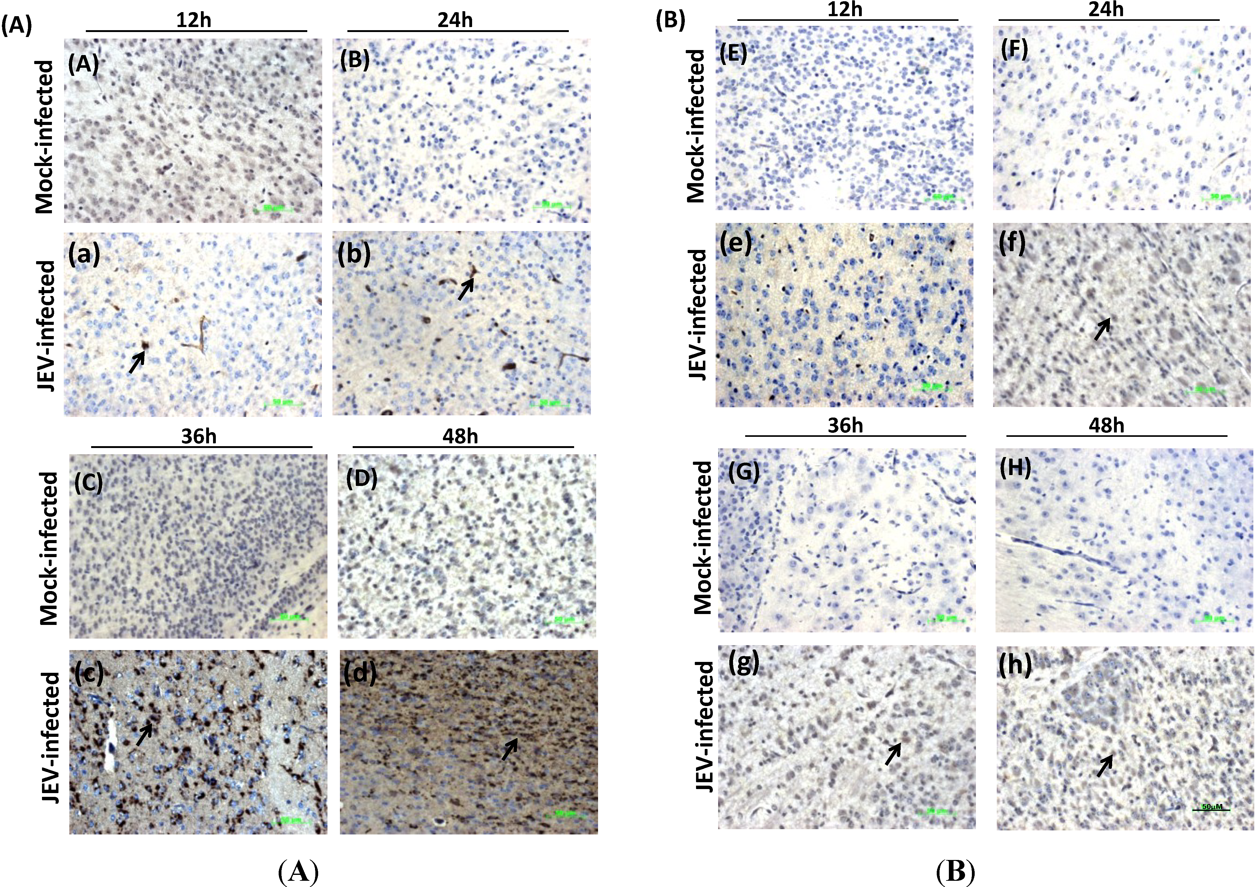 Viruses 06 04280 g005
