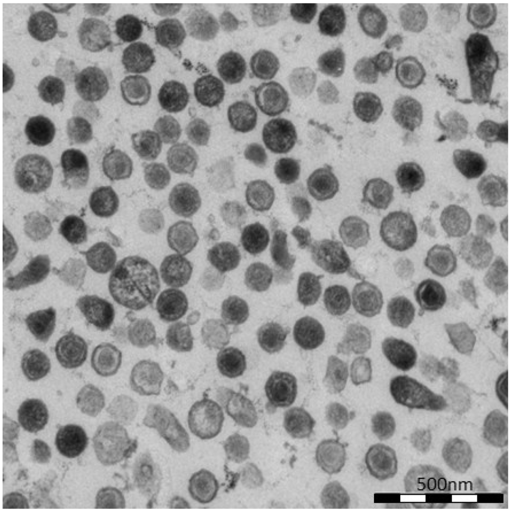 Viruses 06 04332 g003 1024