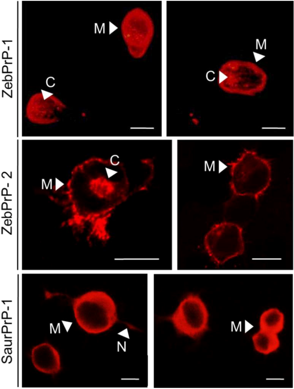 Viruses 06 04398 g003 1024