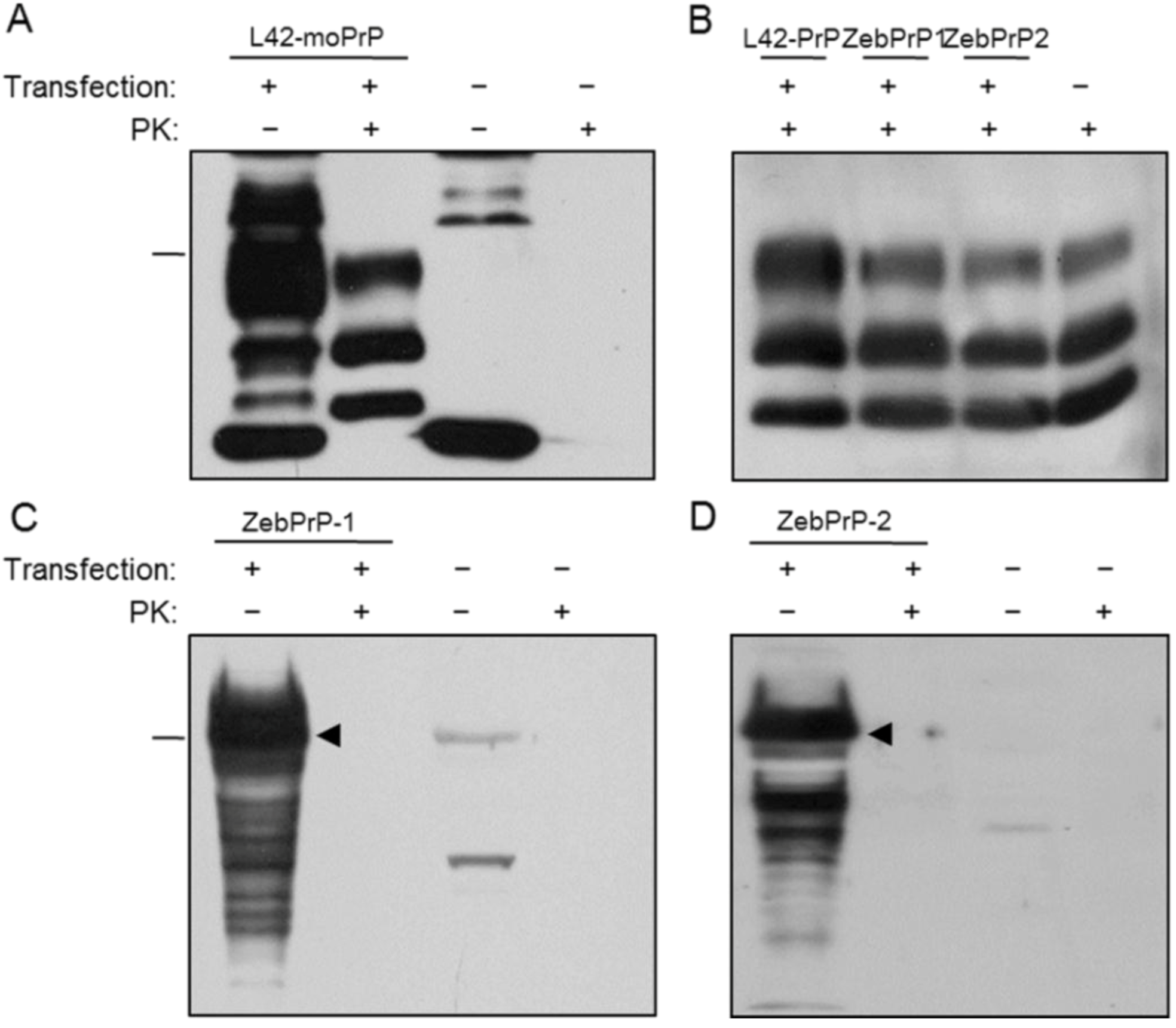 Viruses 06 04398 g005