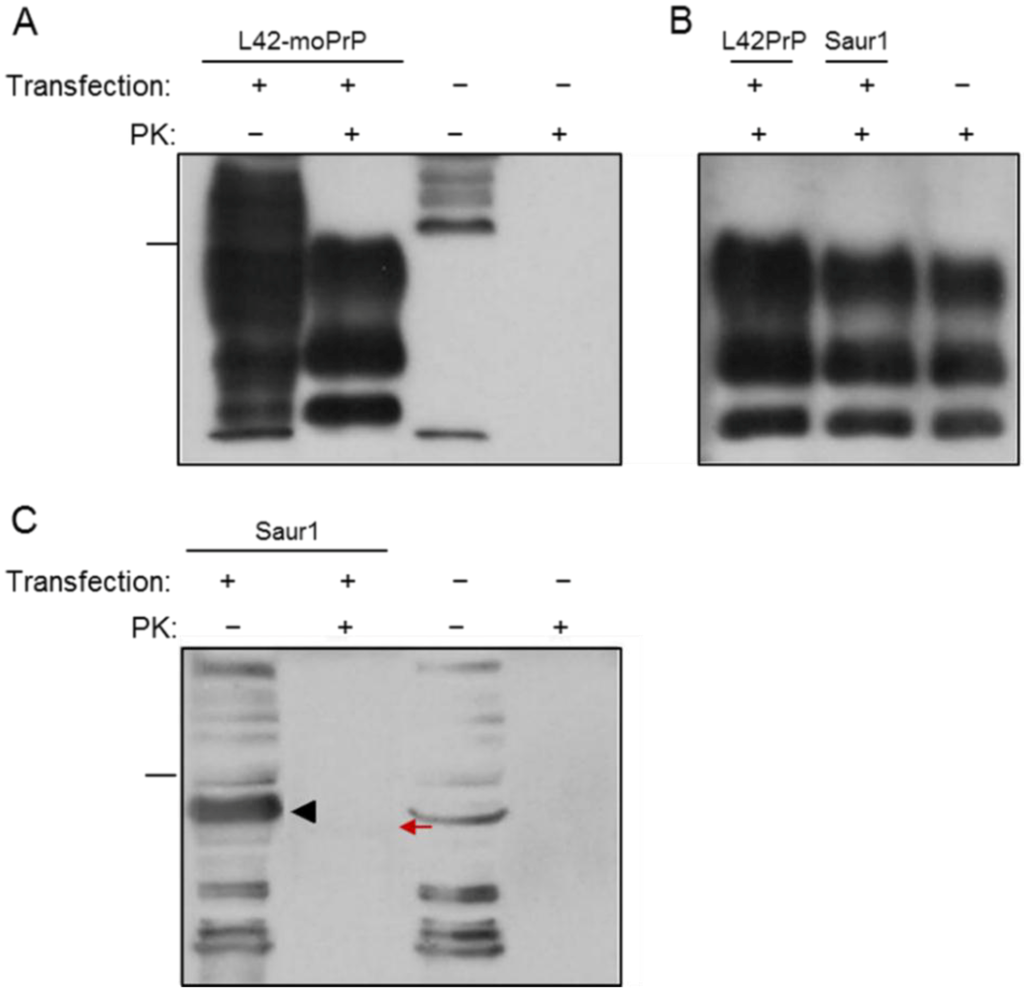 Viruses 06 04398 g006 1024