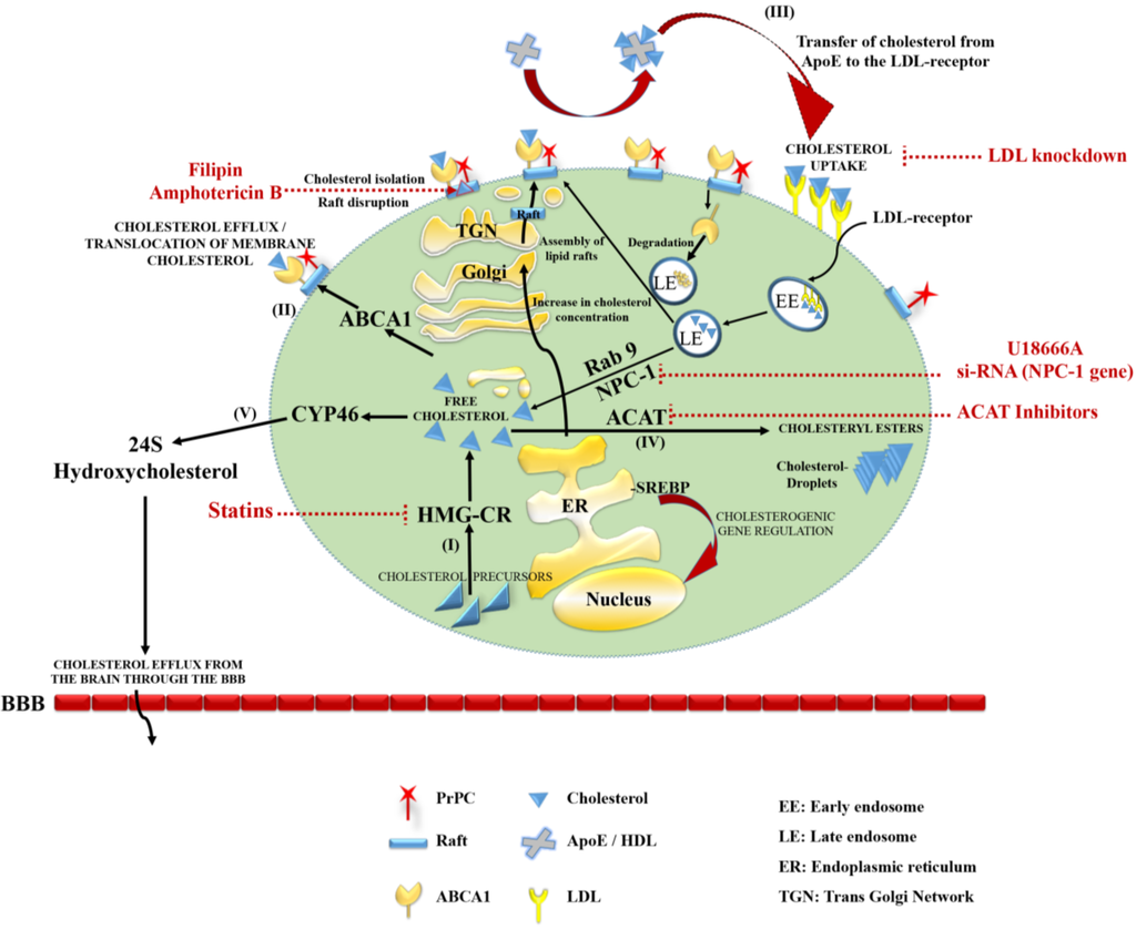 Viruses 06 04505 g001 1024