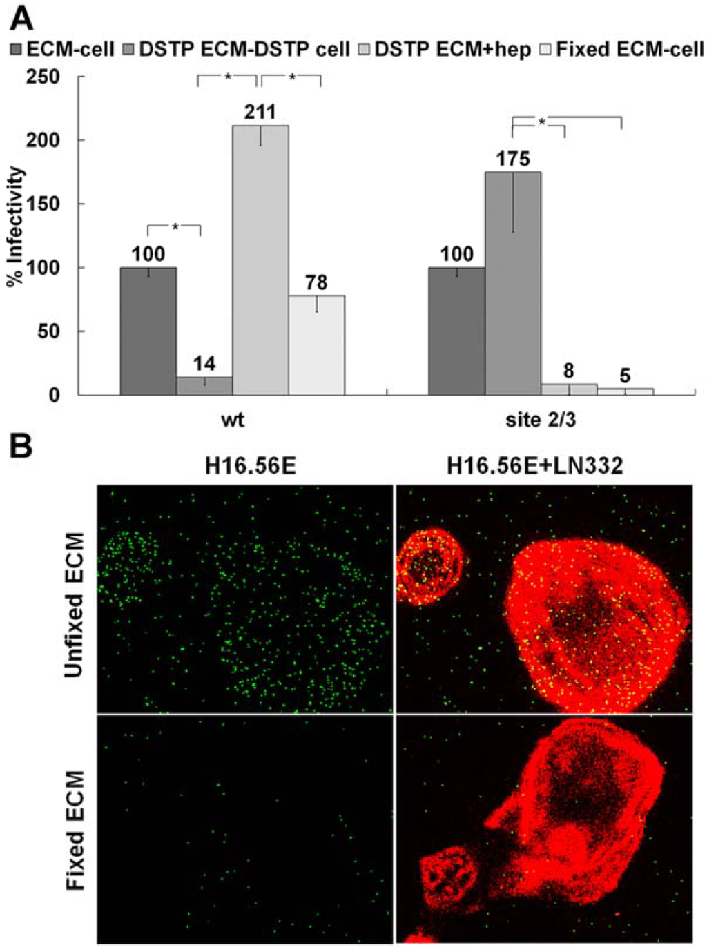 Viruses 06 04856 g001 1024