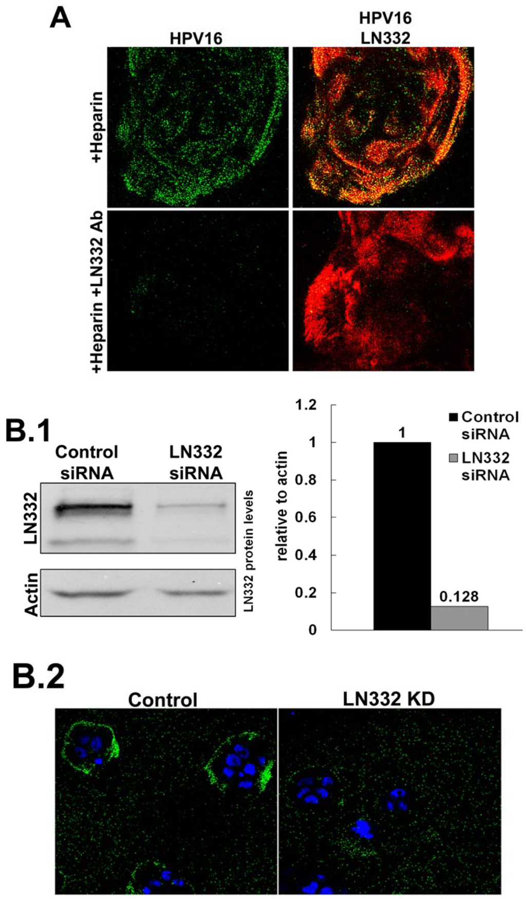 Viruses 06 04856 g002a 1024